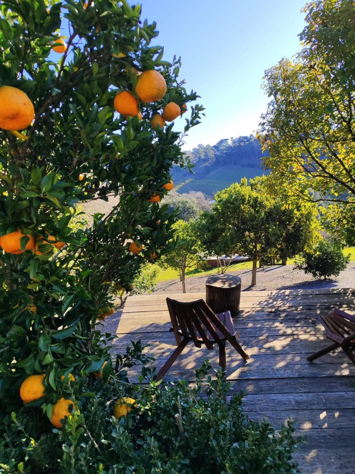 Casa Na Arvore Com Hidro, Piscina, Trilha, Cavalo Bento Gonçalves Dış mekan fotoğraf