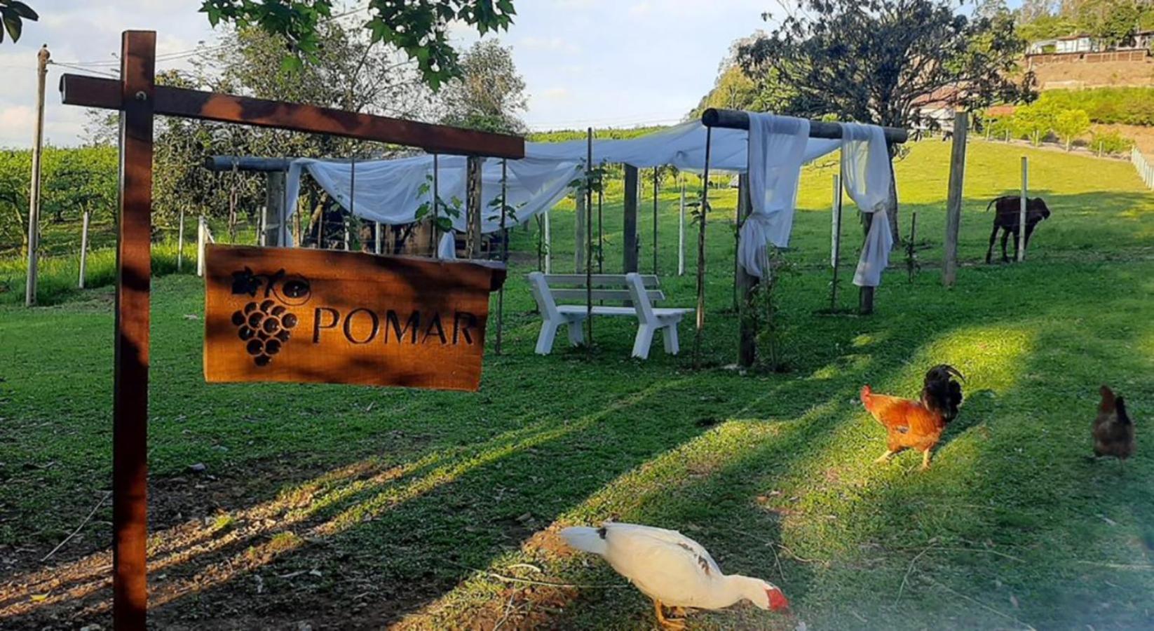 Casa Na Arvore Com Hidro, Piscina, Trilha, Cavalo Bento Gonçalves Dış mekan fotoğraf